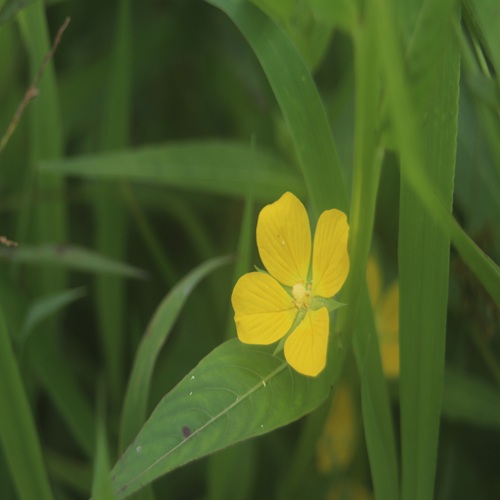 ヒレタゴボウの花