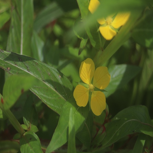 ヒレタゴボウの花