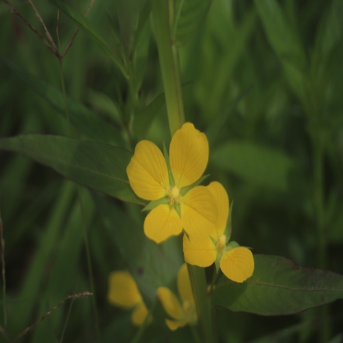 ヒレタゴボウの花