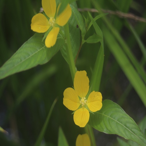 ヒレタゴボウの花