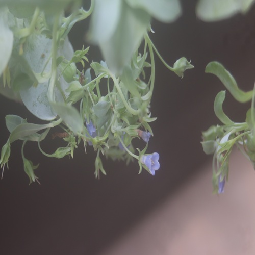 ハマベンケイソウの花