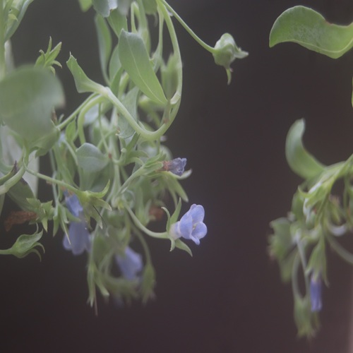 ハマベンケイソウの花