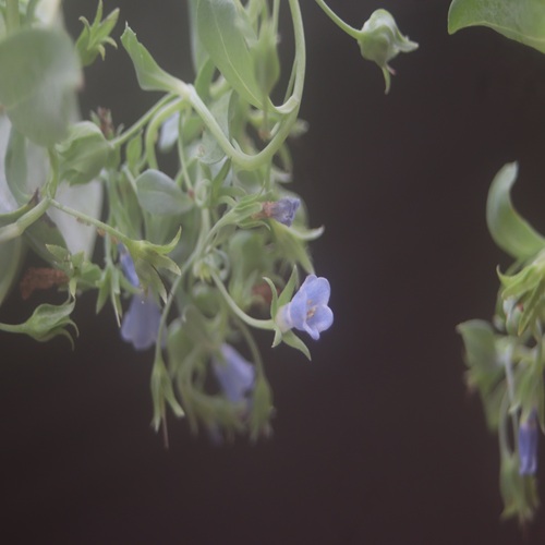 ハマベンケイソウの花