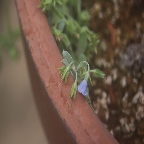 ハマベンケイソウの花