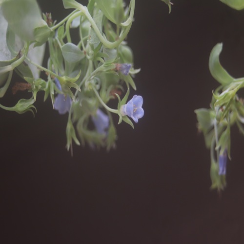 ハマベンケイソウの花