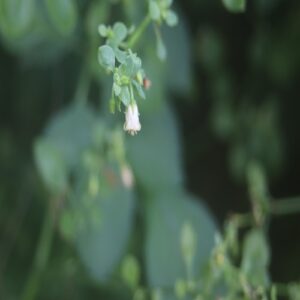 ハコベホオズキの花