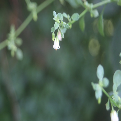 ハコベホオズキの花