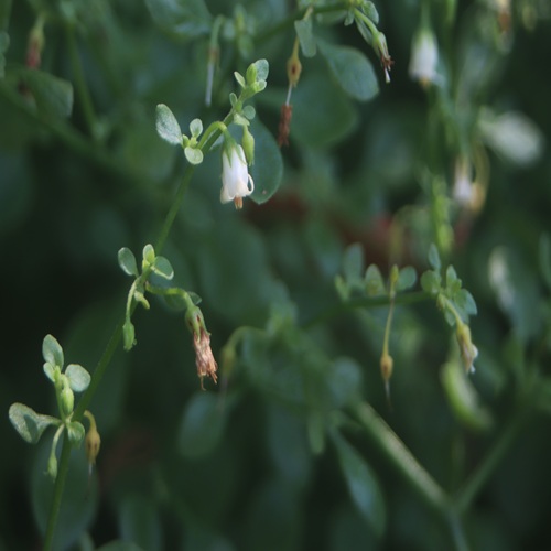 ハコベホオズキの花