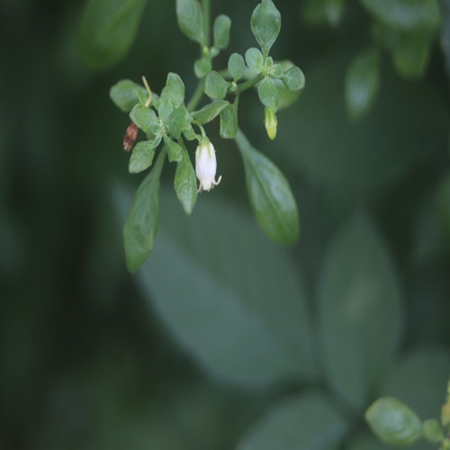 ハコベホオズキの花