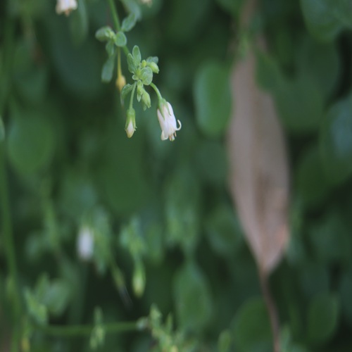 ハコベホオズキの花