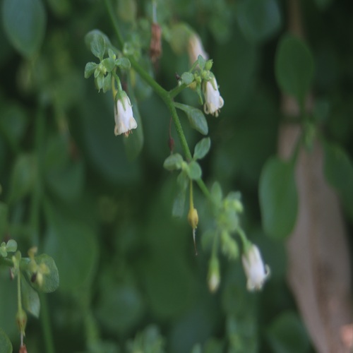 ハコベホオズキの花