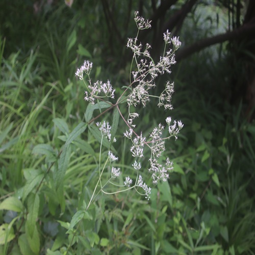 ヒヨドリバナの花