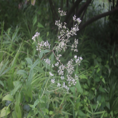 ヒヨドリバナの花