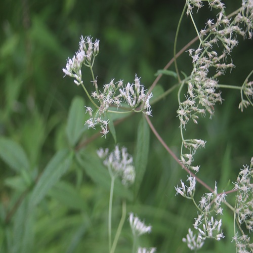 ヒヨドリバナの花