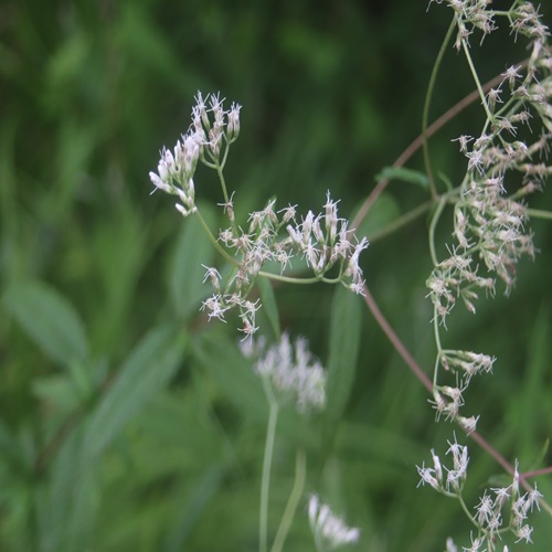 ヒヨドリバナの花