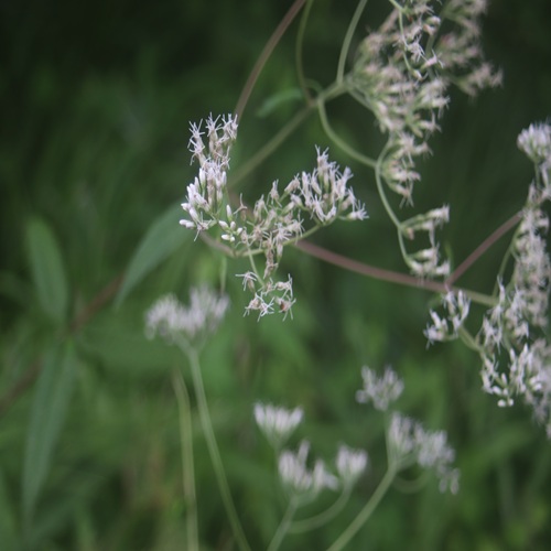 ヒヨドリバナの花
