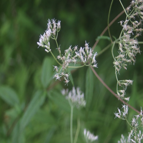 ヒヨドリバナの花