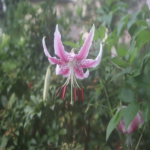 カノコユリの花
