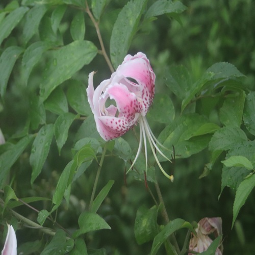カノコユリの花
