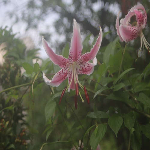 カノコユリの花
