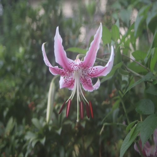 カノコユリの花