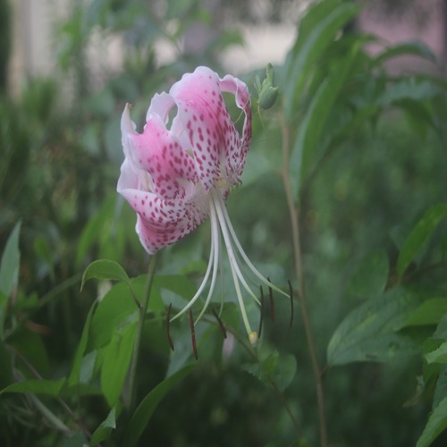 カノコユリの花